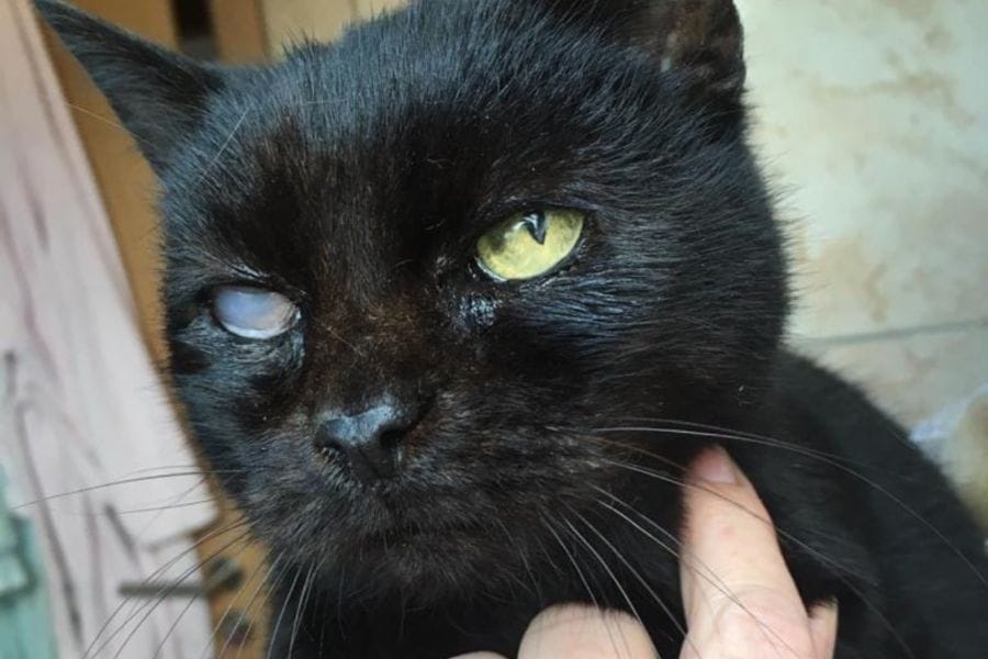 Augenkrankheiten bei Katzen Symptome und Bilder